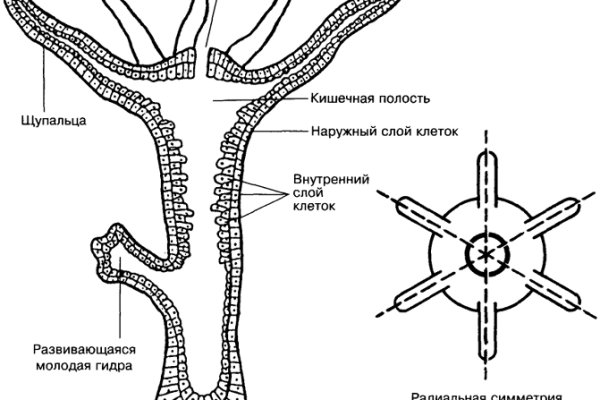 Kraken сайт даркнет