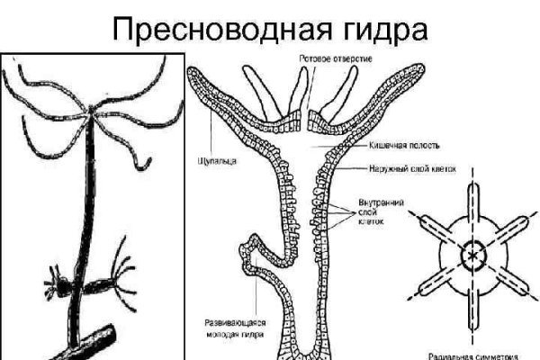 Кракен тгк