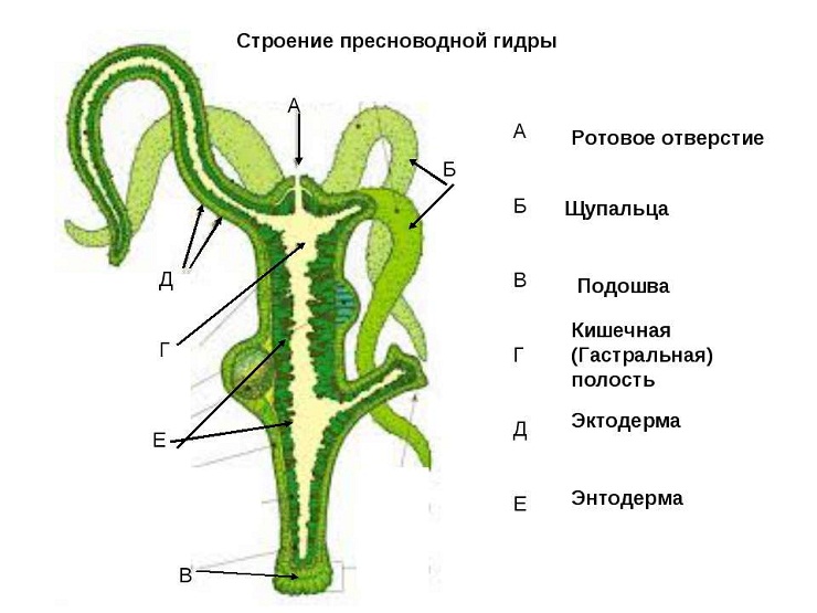 Забыл пароль кракен